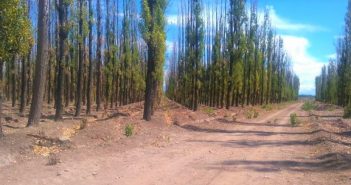 IMPLEMENTAR PLAN DE REFORESTACIÓN DEL INMUEBLE DENOMINADO CORTINA FORESTAL